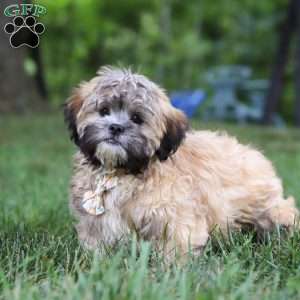 Bryce, Lhasa Apso Puppy